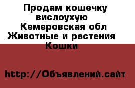 Продам кошечку вислоухую - Кемеровская обл. Животные и растения » Кошки   